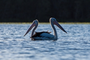 Ever seen a 2 headed Pelican before?